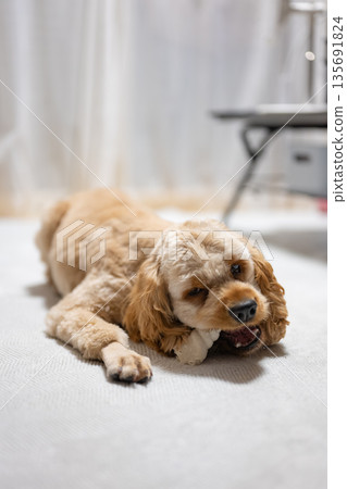 Puppy eating a treat Puppy eating a treat 135691824