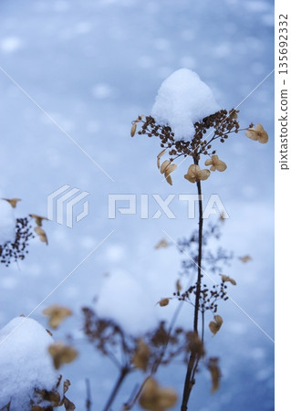 Withered plants covered with snow [Snow cap] 135692332