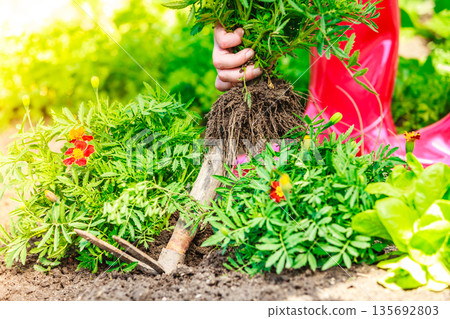 Closeup female hands holds spade replanting flowers Closeup female hands holds spade replanting flowers 135692803