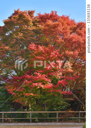 Autumn leaves of Konnoji Temple Autumn leaves of Konnoji Temple 135693136