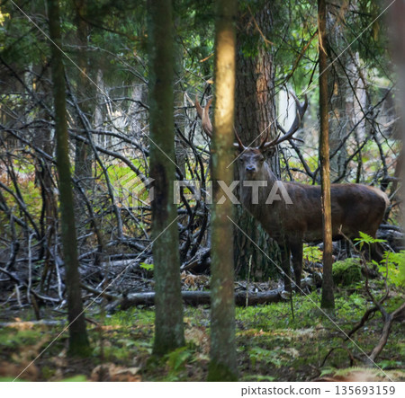 European red deer in autumn forest among trunks and branches. European red deer in autumn forest among trunks and branches. 135693159