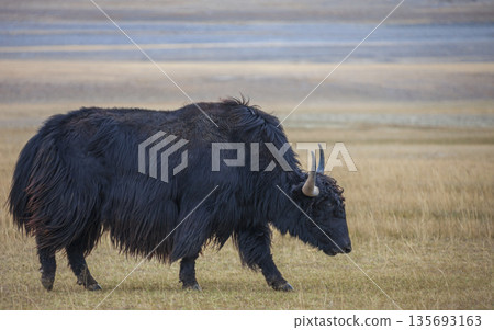 An adult bull yak with horns grazes on high-altitude pasture. An adult bull yak with horns grazes on high-altitude pasture. 135693163