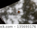 Autumn Leaves on Rainy Window Glass with Water Drops 135693176
