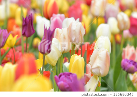 Multicolored tulip background in a park in Holland Multicolored tulip background in a park in Holland 135693345