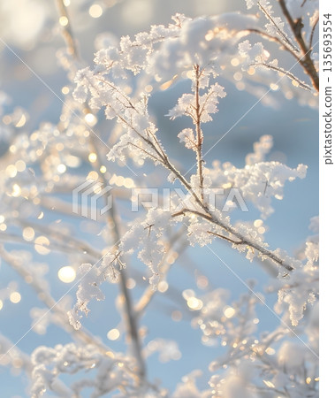 Close-Up of Frosted Tree Branches Glinting in Soft Light with Glass-Like Texture and Stillness 135693554