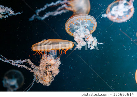 underwater photography jellyfish Chrysaora fuscescens, Pacific sea nettle, West Coast sea nettle underwater photography jellyfish Chrysaora fuscescens, Pacific sea nettle, West Coast sea nettle 135693614