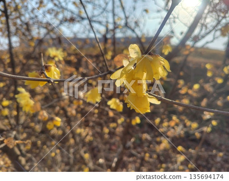 Wintersweet Hill, Yoshioka Town Shiroyama Miharashi Park 135694174