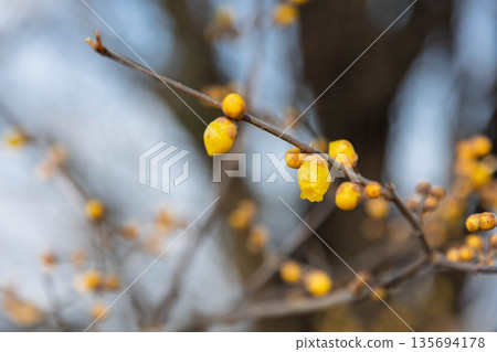 Wintersweet Hill, Yoshioka Town Shiroyama Miharashi Park 135694178