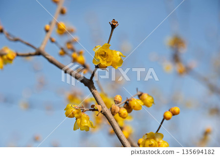 Wintersweet Hill, Yoshioka Town Shiroyama Miharashi Park 135694182