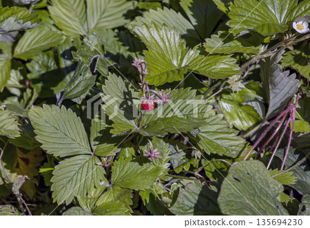 Fragaria vesca grows and bears fruit in the forest in summer Fragaria vesca grows and bears fruit in the forest in summer 135694230