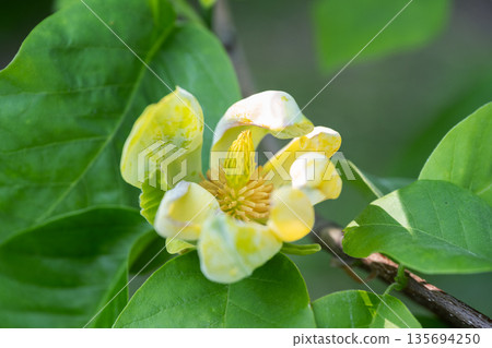 Magnolia Kinju, Yurigahara Park, Sapporo 135694250