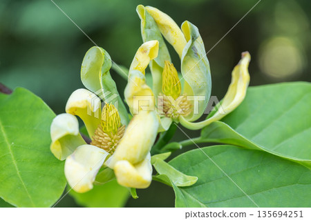 Magnolia Kinju, Yurigahara Park, Sapporo Magnolia Kinju, Yurigahara Park, Sapporo 135694251