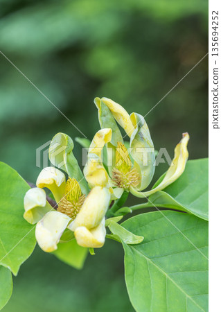 札幌百合原公園木蘭金樹 135694252