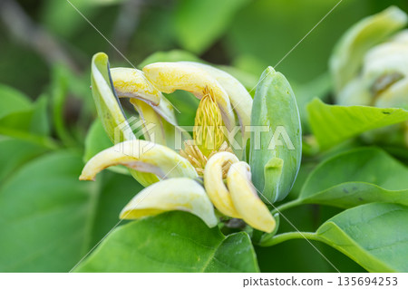 札幌百合原公園木蘭金樹 135694253