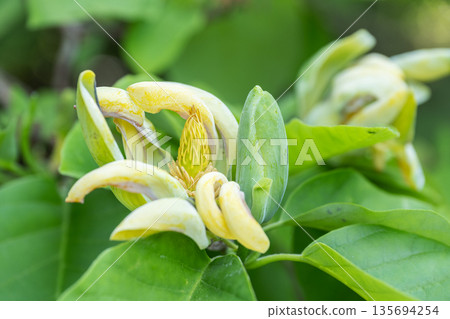 Magnolia Kinju, Yurigahara Park, Sapporo Magnolia Kinju, Yurigahara Park, Sapporo 135694254