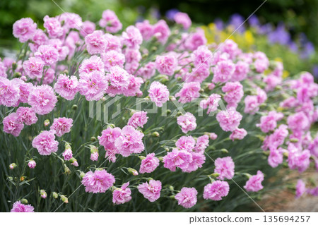 薔薇石竹,札幌百合原公園 薔薇石竹,札幌百合原公園 135694257