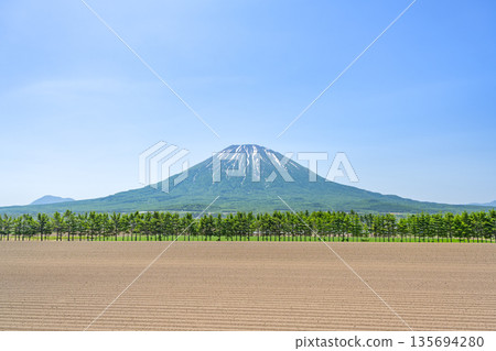 Early summer fields and a windbreak of fir trees, Mount Yotei, Kutchan Town 135694280
