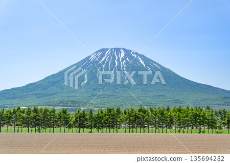 初夏時節,羊蹄山,俱知安町的田野和杉樹防風林。 初夏時節,羊蹄山,俱知安町的田野和杉樹防風林。 135694282