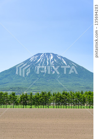 初夏時節,羊蹄山,俱知安町的田野和杉樹防風林。 初夏時節,羊蹄山,俱知安町的田野和杉樹防風林。 135694283