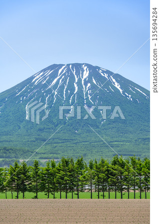 Early summer fields and a windbreak of fir trees, Mount Yotei, Kutchan Town Early summer fields and a windbreak of fir trees, Mount Yotei, Kutchan Town 135694284