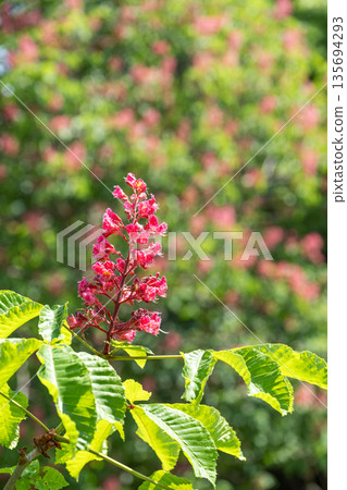 紅花樹，札幌市瀧野鈴蘭山坡公園 135694293