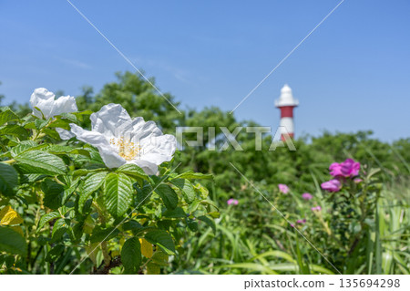 White roses and Ishikari Lighthouse, Hamanasu Hill Park, Ishikari City 135694298