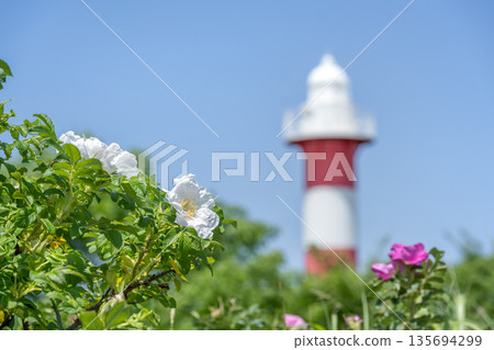 White roses and Ishikari Lighthouse, Hamanasu Hill Park, Ishikari City White roses and Ishikari Lighthouse, Hamanasu Hill Park, Ishikari City 135694299
