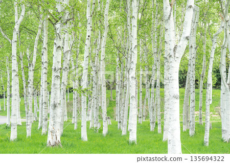 Fresh green birch forest, Maeda Forest Park, Sapporo City Fresh green birch forest, Maeda Forest Park, Sapporo City 135694322
