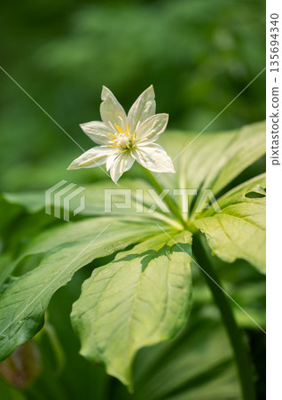 Lily of the valley, Takino Suzuran Hillside Park, Sapporo Lily of the valley, Takino Suzuran Hillside Park, Sapporo 135694340