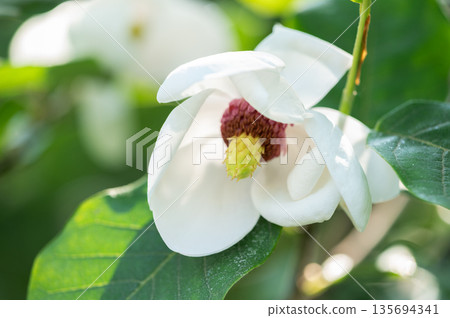 Magnolia Shinensis Yurigahara Park Sapporo City 135694341