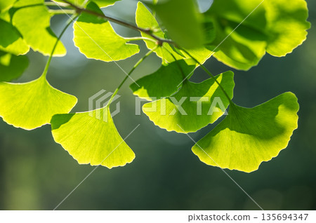Fresh green ginkgo trees at Makomanai Park in Sapporo 135694347