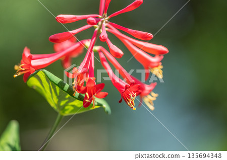 Moonflower, Takino Suzuran Hillside Park, Sapporo 135694348