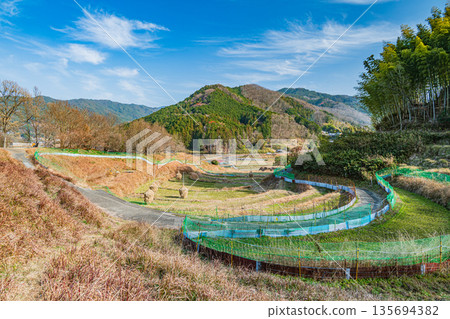奈良縣飛鳥村稻淵梯田的冬季景色，這裡是日本百大名梯田之一。 135694382