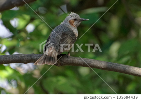 鵯棲息在樹枝上 135694439