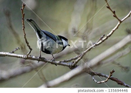 Great tit perched on a branch ♂ Great tit perched on a branch ♂ 135694446
