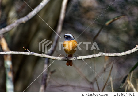 冬鳥,達烏爾鶲棲息在樹枝上♂ 冬鳥,達烏爾鶲棲息在樹枝上♂ 135694461
