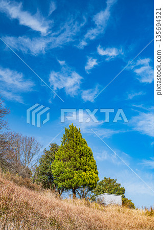 Conifers standing on the rice terraces of Inabuchi, Asuka Village, one of Japan's 100 best rice terraces, Nara Prefecture 135694521
