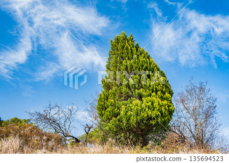 奈良縣飛鳥村稻淵梯田上的針葉樹，稻淵梯田是日本百佳梯田之一。 135694523