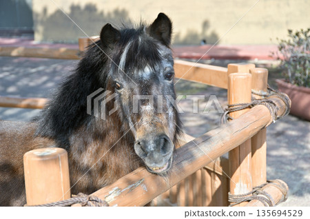Pony Pony 135694529