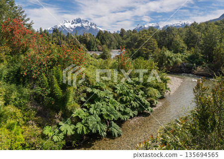 Stream flowing through Patagonian forest with snowy mountains, Pumalin National Park, Chile Stream flowing through Patagonian forest with snowy mountains, Pumalin National Park, Chile 135694565
