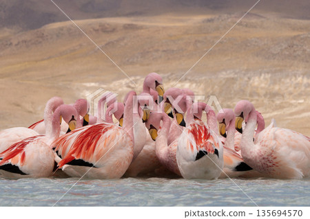Close up of a dense flock of pink flamingos wading in high-altitude lake Close up of a dense flock of pink flamingos wading in high-altitude lake 135694570