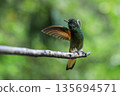 Buff-tailed Coronet hummingbird taking flight in cloud forest, Colombia 135694571