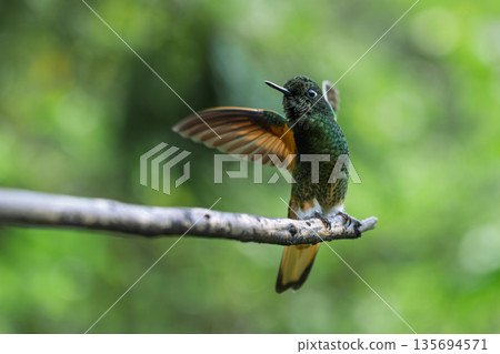 Buff-tailed Coronet hummingbird taking flight in cloud forest, Colombia Buff-tailed Coronet hummingbird taking flight in cloud forest, Colombia 135694571