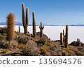 Giant cacti view over vast white Salar de Uyuni, Bolivia 135694576