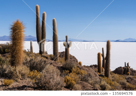 Giant cacti view over vast white Salar de Uyuni, Bolivia Giant cacti view over vast white Salar de Uyuni, Bolivia 135694576