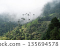 Giant wax palms shrouded in mist in the Cocora Valley, Colombia 135694578