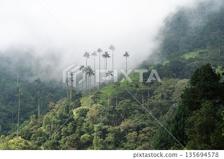 Giant wax palms shrouded in mist in the Cocora Valley, Colombia 135694578