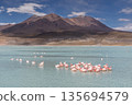 Flock of flamingos feeding in Laguna Hedionda, Bolivian Altiplano 135694579