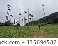 Distant view of hiker walking trail among wax palms in Cocora Valley, Colombia 135694582