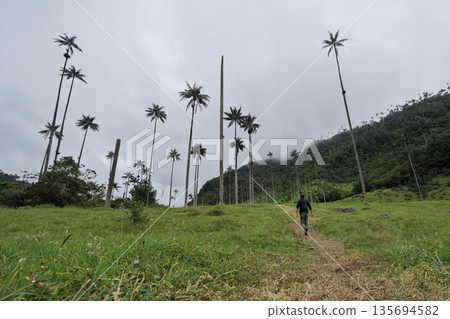Distant view of hiker walking trail among wax palms in Cocora Valley, Colombia 135694582